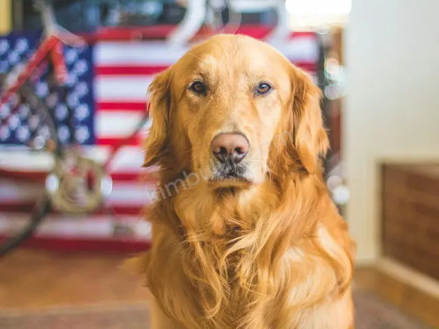 'Bulut' Yuva Arıyor — Ücretsiz Köpek Sahiplendirme — fotoğraf 2