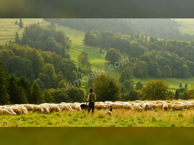 32 Adet Küçükbaş Hayvan — fotoğraf 2