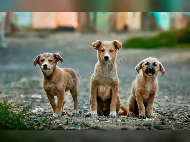 'Minnoş' Yuva Arıyor — Ücretsiz Köpek Sahiplendirme