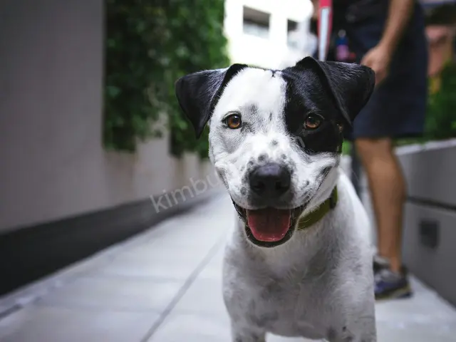 'Şans' Yuva Arıyor — Ücretsiz Köpek Sahiplendirme — fotoğraf 2