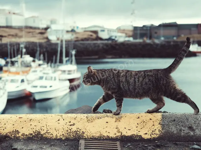 Kedi Ürünleri · Reyhanlı — Garantili