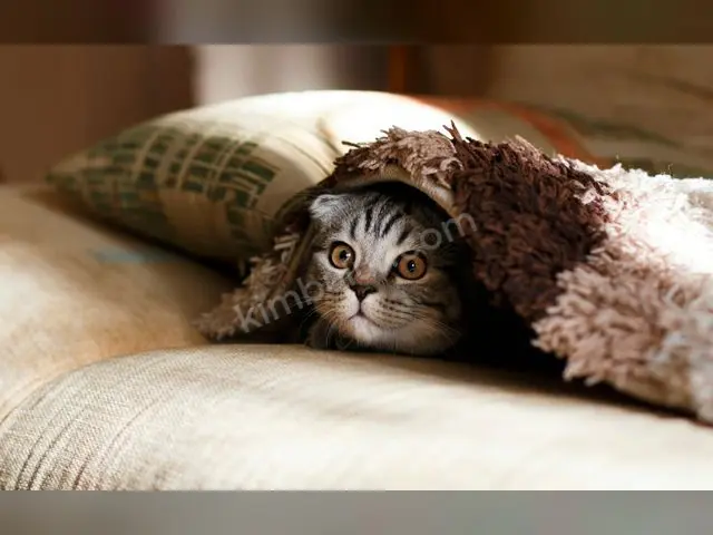 'Duman' Yuva Arıyor — Ücretsiz Kedi Sahiplendirme — fotoğraf 2