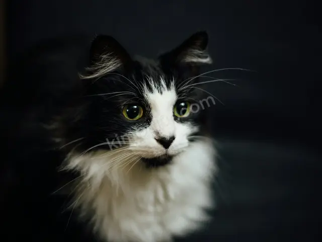 Kedi Ürünleri — Temiz — fotoğraf 2