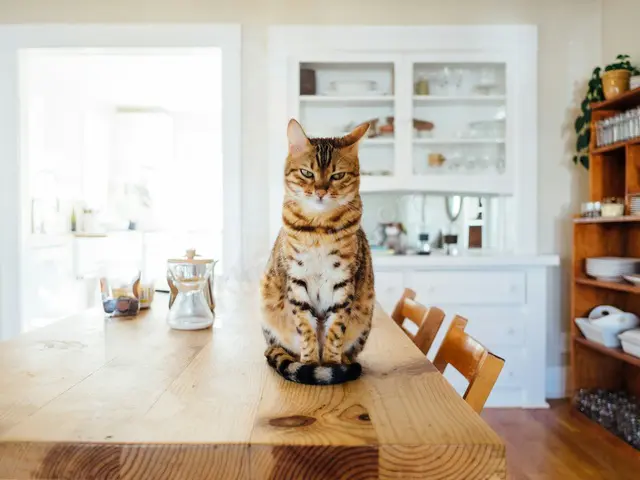 Kedi Ürünleri — Temiz