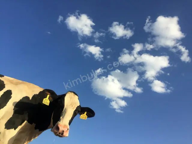 31 Adet Büyükbaş Hayvan — fotoğraf 2
