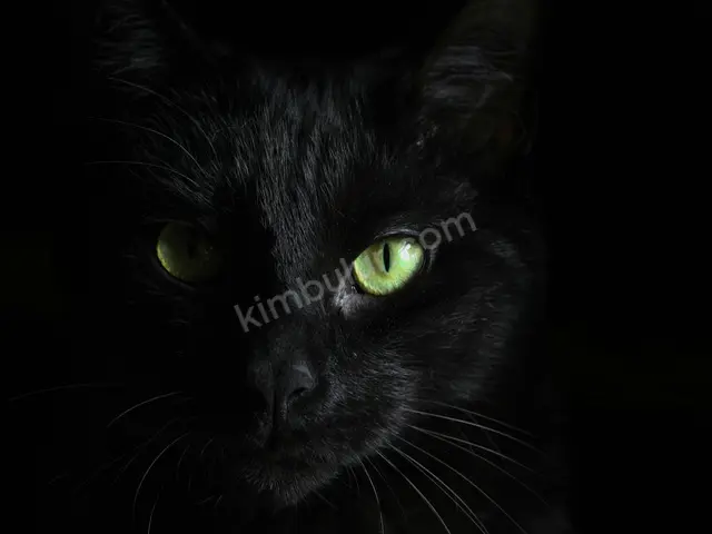 Kedi Ürünleri · Haliliye — Kutulu — fotoğraf 3
