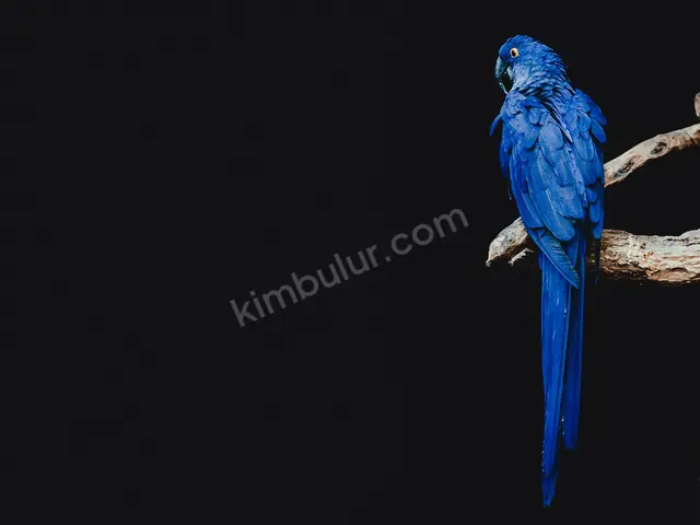Muhabbet Kuşu · Keçiören — 6-12 Ay, Dişi — fotoğraf 2