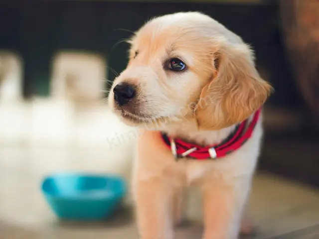 'Minnoş' Yuva Arıyor — Ücretsiz Köpek Sahiplendirme — fotoğraf 3
