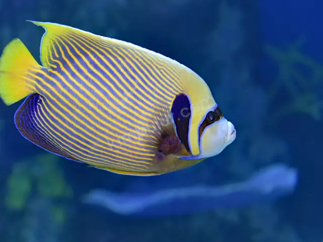 Japon & Koi Balığı — 0-6 Ay, Belirtilmemiş — fotoğraf 3