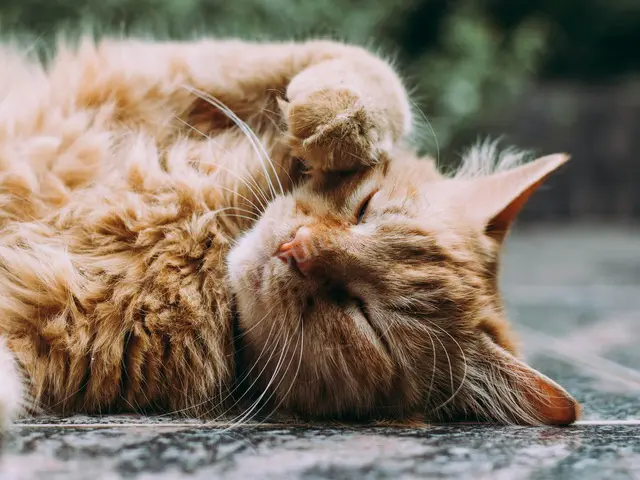 'Pamuk' Yuva Arıyor — Ücretsiz Kedi Sahiplendirme — fotoğraf 2