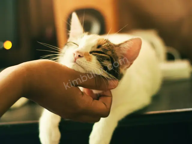 'Pamuk' Yuva Arıyor · Çerkezköy — Ücretsiz Kedi Sahiplendirme