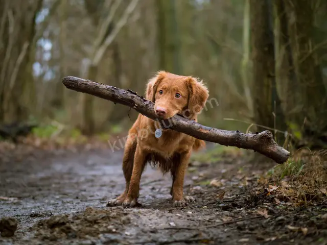 Köpek Ürünleri · Bahçelievler — Temiz — fotoğraf 3