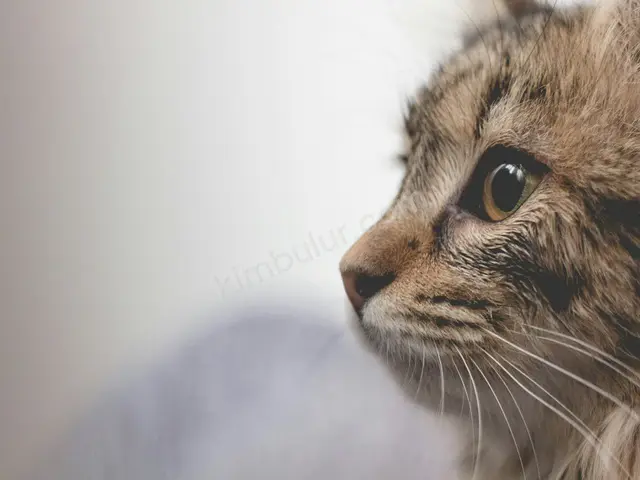 'Paşa' Yuva Arıyor — Ücretsiz Kedi Sahiplendirme