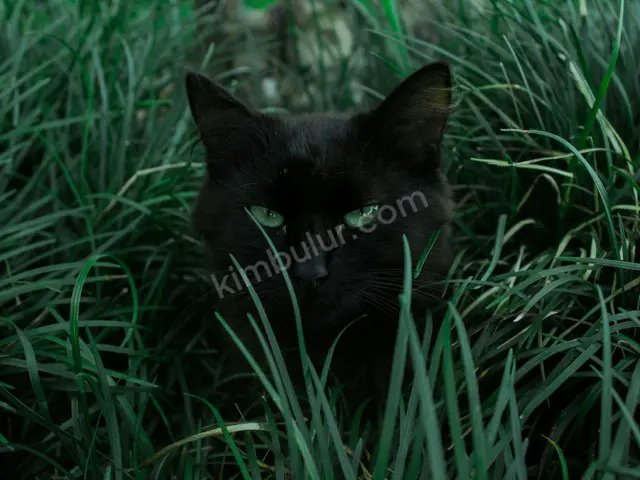 Kedi Ürünleri · Acıpayam — Temiz — fotoğraf 3