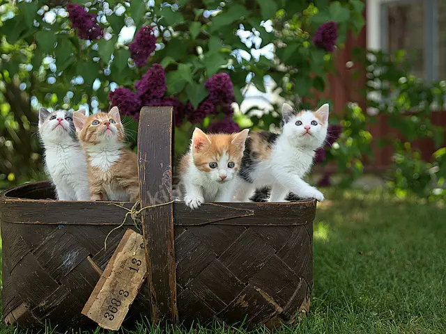 'Duman' Yuva Arıyor — Ücretsiz Kedi Sahiplendirme