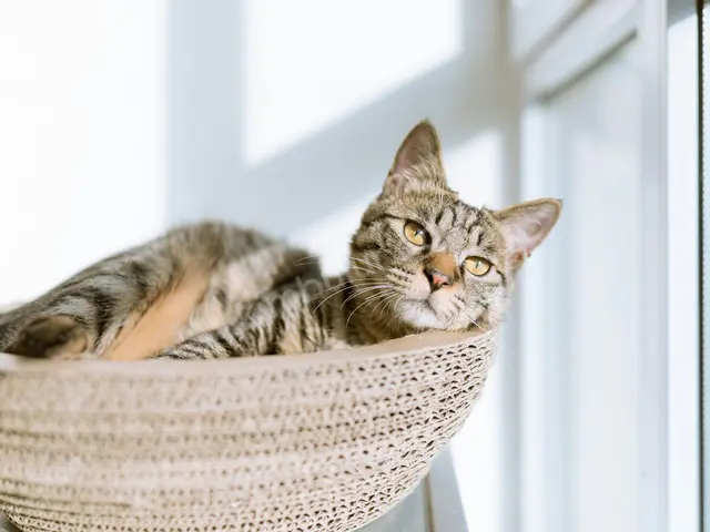 Kedi Ürünleri · Haliliye — Kutulu — fotoğraf 4
