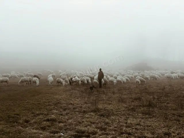 32 Adet Küçükbaş Hayvan — fotoğraf 3