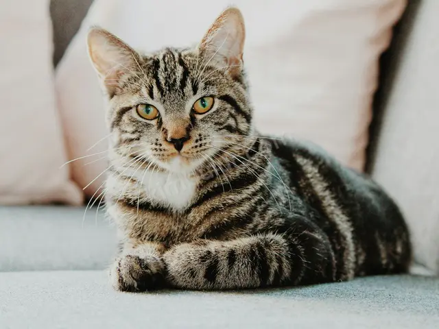 'Fıstık' Yuva Arıyor — Ücretsiz Kedi Sahiplendirme — fotoğraf 2