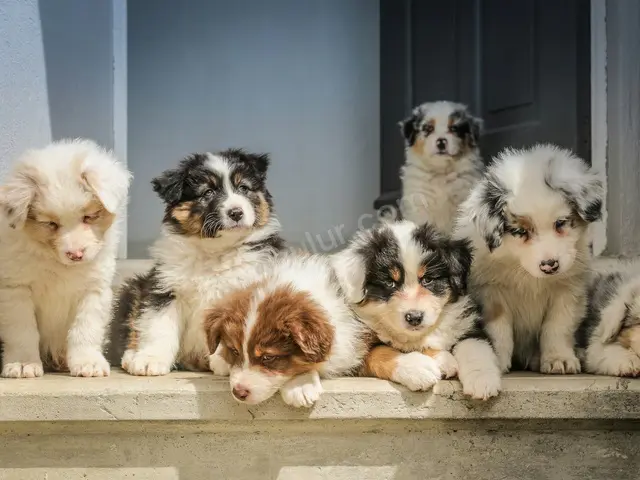 Köpek Ürünleri · Bahçelievler — Temiz — fotoğraf 2