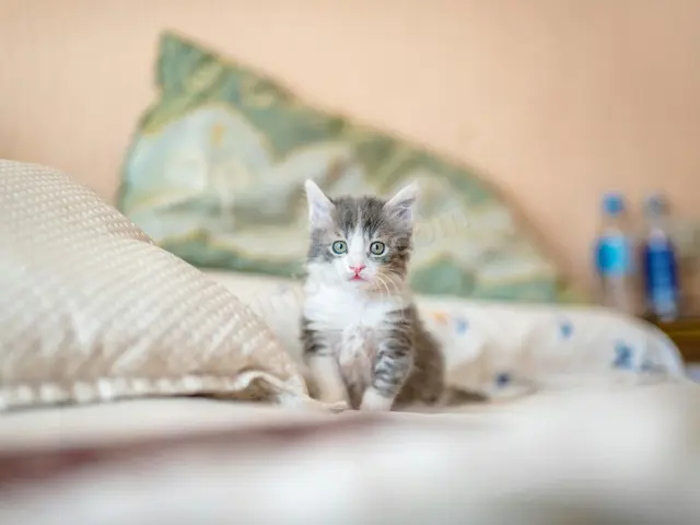'Fıstık' Yuva Arıyor — Ücretsiz Kedi Sahiplendirme — fotoğraf 4