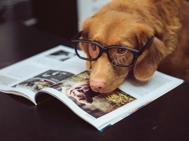 Köpek Ürünleri · Karesi — Az Kullanılmış