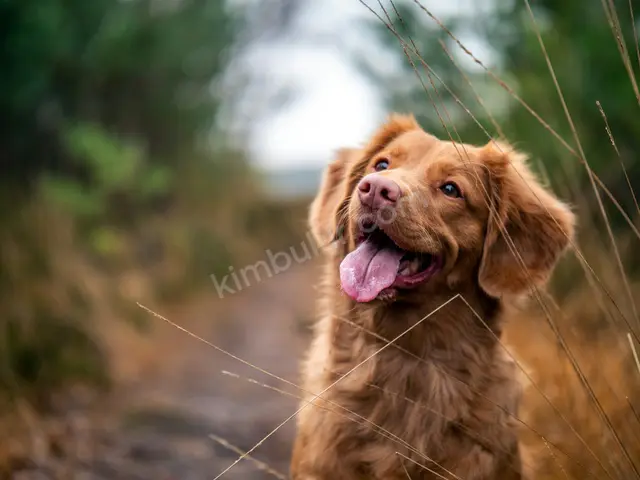 'Şans' Yuva Arıyor — Ücretsiz Köpek Sahiplendirme