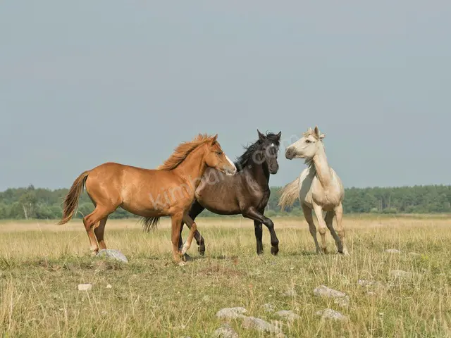 6 Adet At & Binicilik — fotoğraf 2