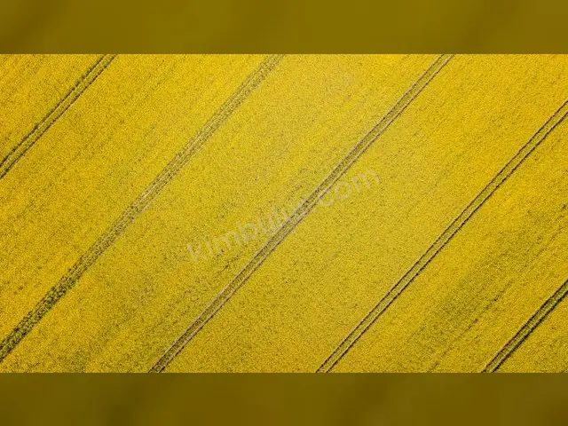 Canik 6.150 m² Kat Karşılığı Ticari İmarlı Arsa — fotoğraf 2
