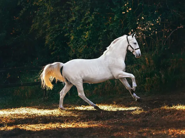 6 Adet At & Binicilik — fotoğraf 3