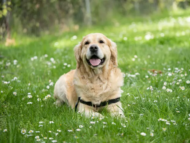 'Minnoş' Yuva Arıyor — Ücretsiz Köpek Sahiplendirme — fotoğraf 2