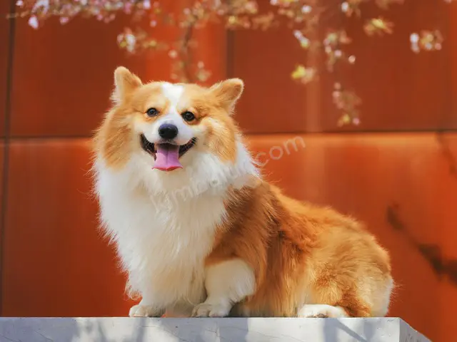 Köpek Ürünleri · Siverek — Faturalı — fotoğraf 2