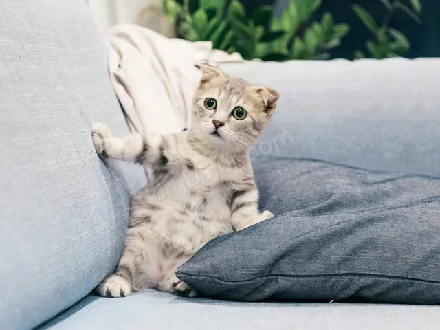 Kedi Ürünleri · Serik — Faturalı