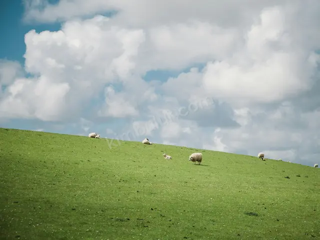 17 Adet Küçükbaş Hayvan — fotoğraf 2