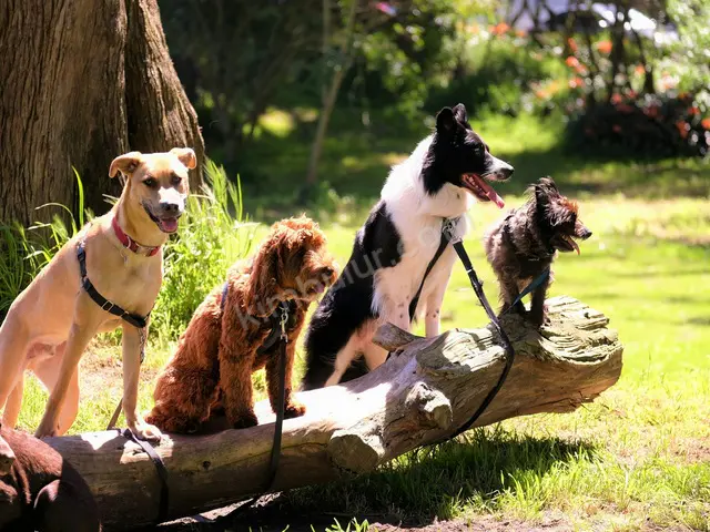 Köpek Ürünleri · Bahçelievler — Temiz