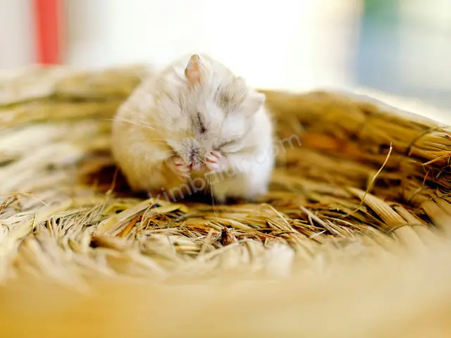 Kobay (Guinea Pig) · Karatay — 0-6 Ay, Dişi
