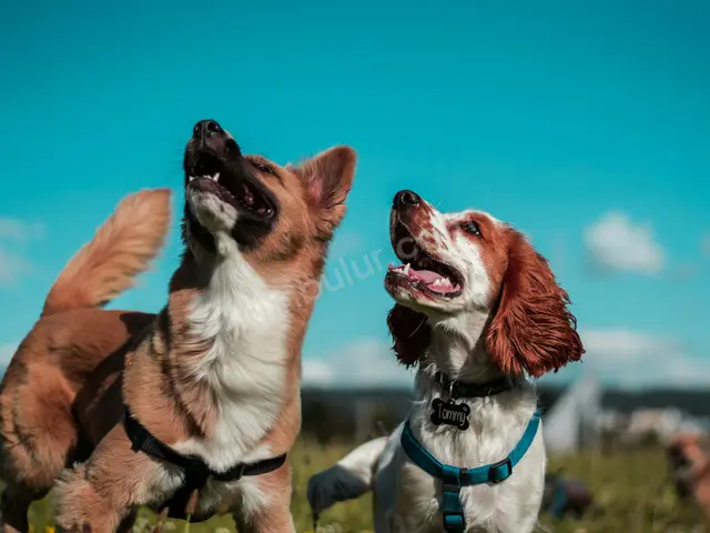 Köpek Ürünleri · Bahçelievler — Temiz — fotoğraf 4