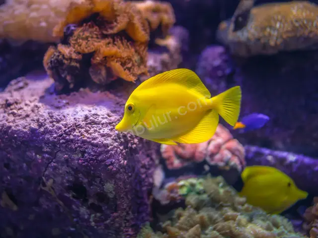 Deniz Akvaryumu & Mercan — 3 Yaş ve üzeri, Belirtilmemiş — fotoğraf 3