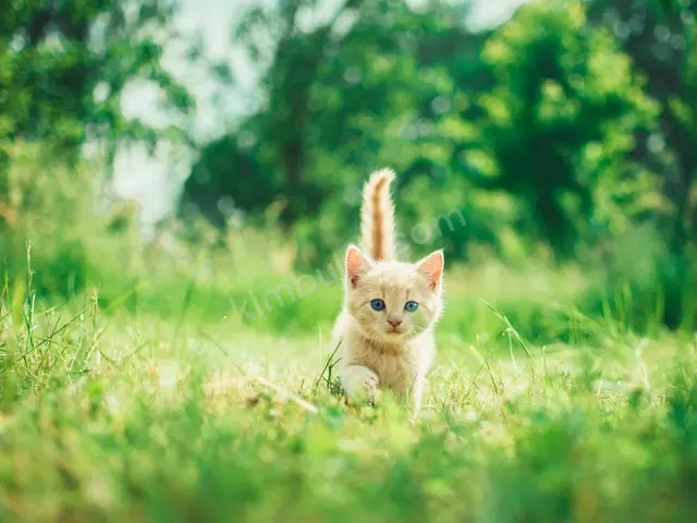 'Pamuk' Yuva Arıyor — Ücretsiz Kedi Sahiplendirme — fotoğraf 3