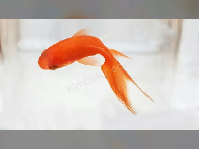 Japon & Koi Balığı · Bağcılar — 6-12 Ay, Belirtilmemiş — fotoğraf 2
