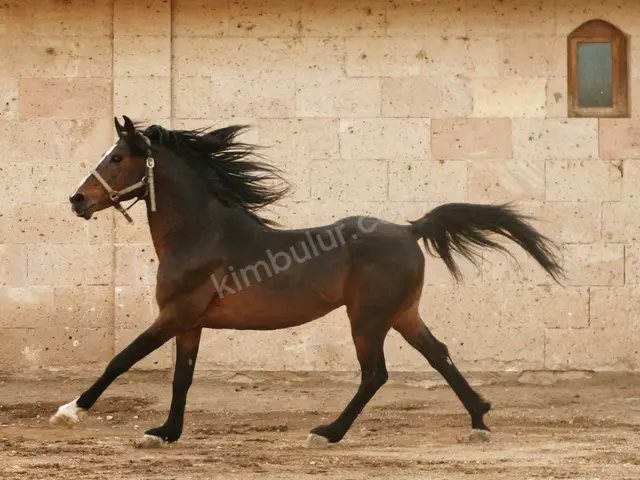 20 Adet At & Binicilik — fotoğraf 2