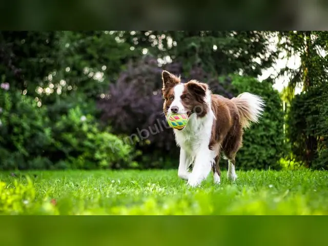 'Fıstık' Yuva Arıyor · Bayraklı — Ücretsiz Köpek Sahiplendirme