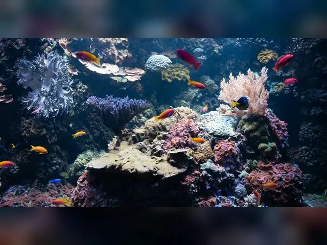 Japon & Koi Balığı · Bağcılar — 6-12 Ay, Belirtilmemiş