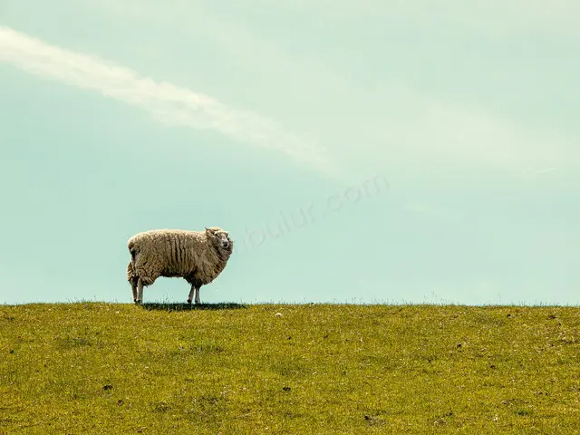 32 Adet Küçükbaş Hayvan — fotoğraf 4