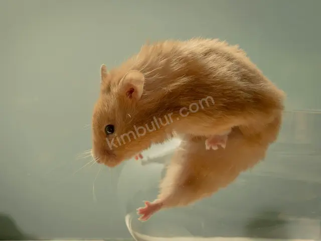 Hamster & Gerbil · Of — 3 Yaş ve üzeri, Belirtilmemiş — fotoğraf 3