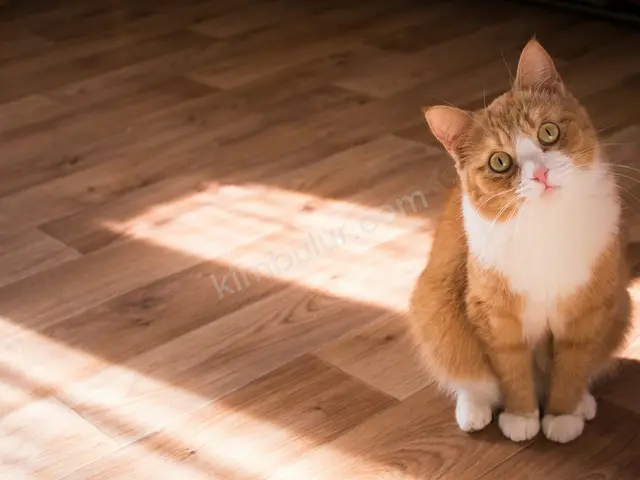 Kedi Ürünleri — Temiz — fotoğraf 4