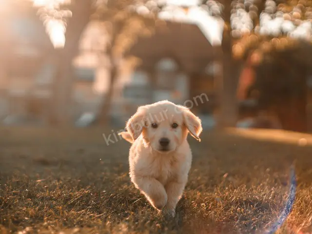 'Bulut' Yuva Arıyor — Ücretsiz Köpek Sahiplendirme