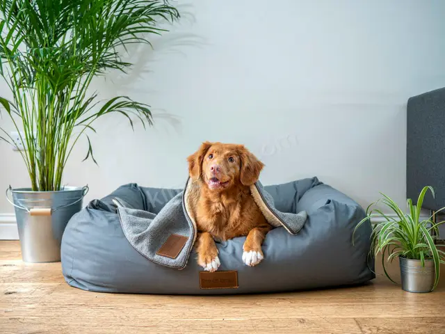 Köpek Ürünleri · Ümraniye — Faturalı — fotoğraf 3