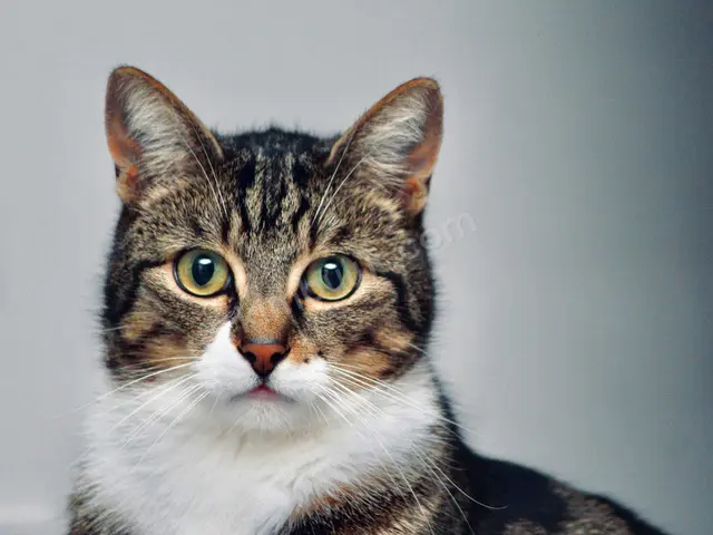 Kedi Ürünleri · Haliliye — Kutulu