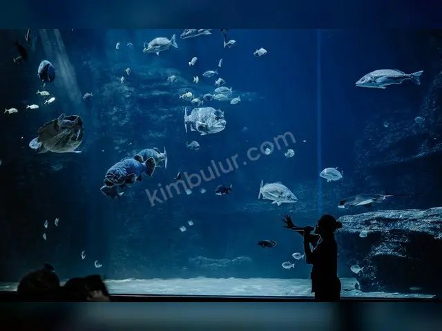 Deniz Akvaryumu & Mercan · Muratpaşa — 6-12 Ay, Belirtilmemiş
