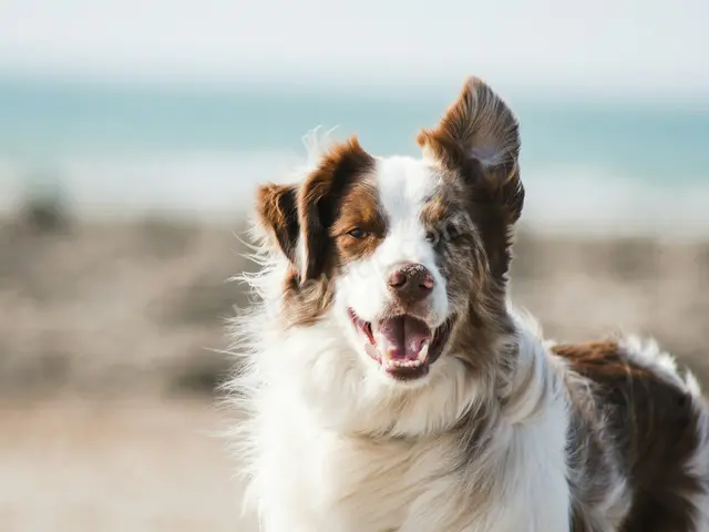 Border Collie Kırması 'Pamuk' Yuva Arıyor — Ücretsiz Sahiplendirme